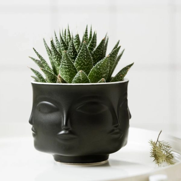small black vase succulent