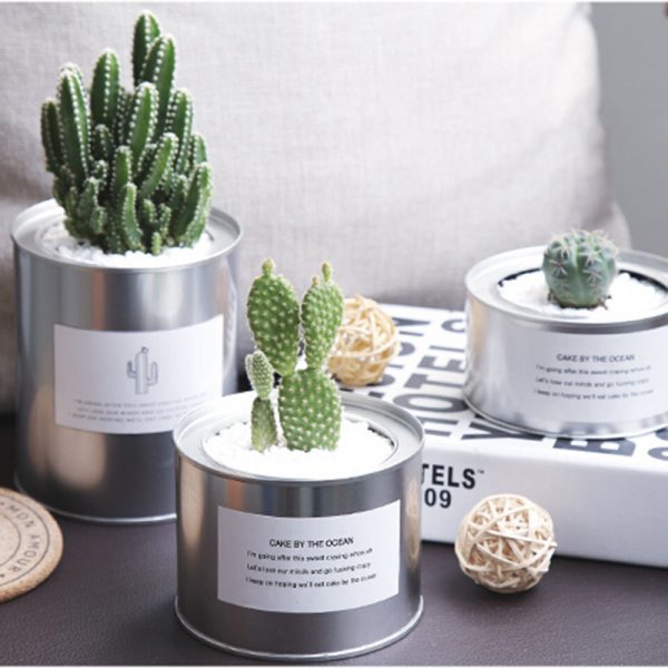 silver flower pot can cactus