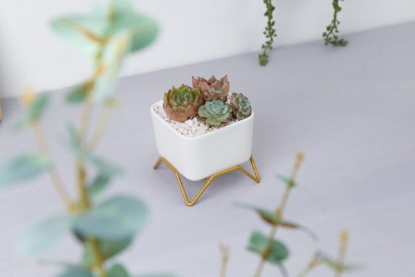 Small flower pot white for home decor