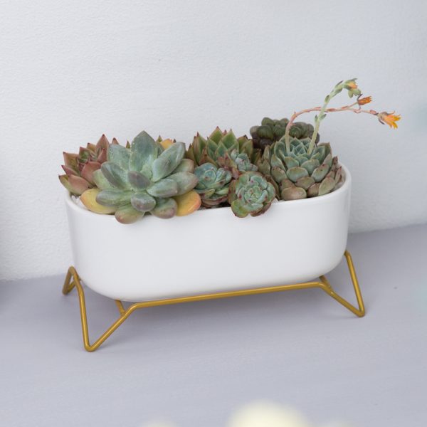 White Ceramic Flowerpot with Gold Metal Stand Succulent Plants